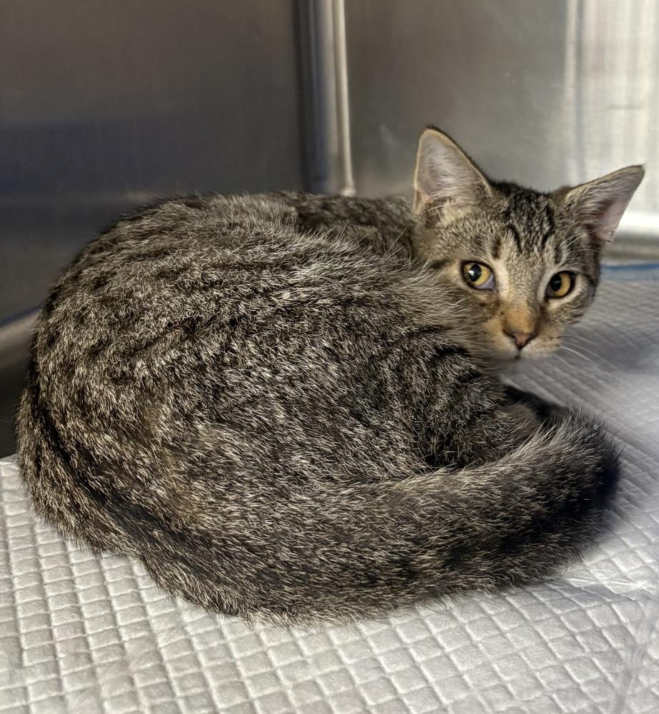 Enlarge Priscilla, a Adopted Domestic Short Hair in Crystal Springs, MS image 1/3