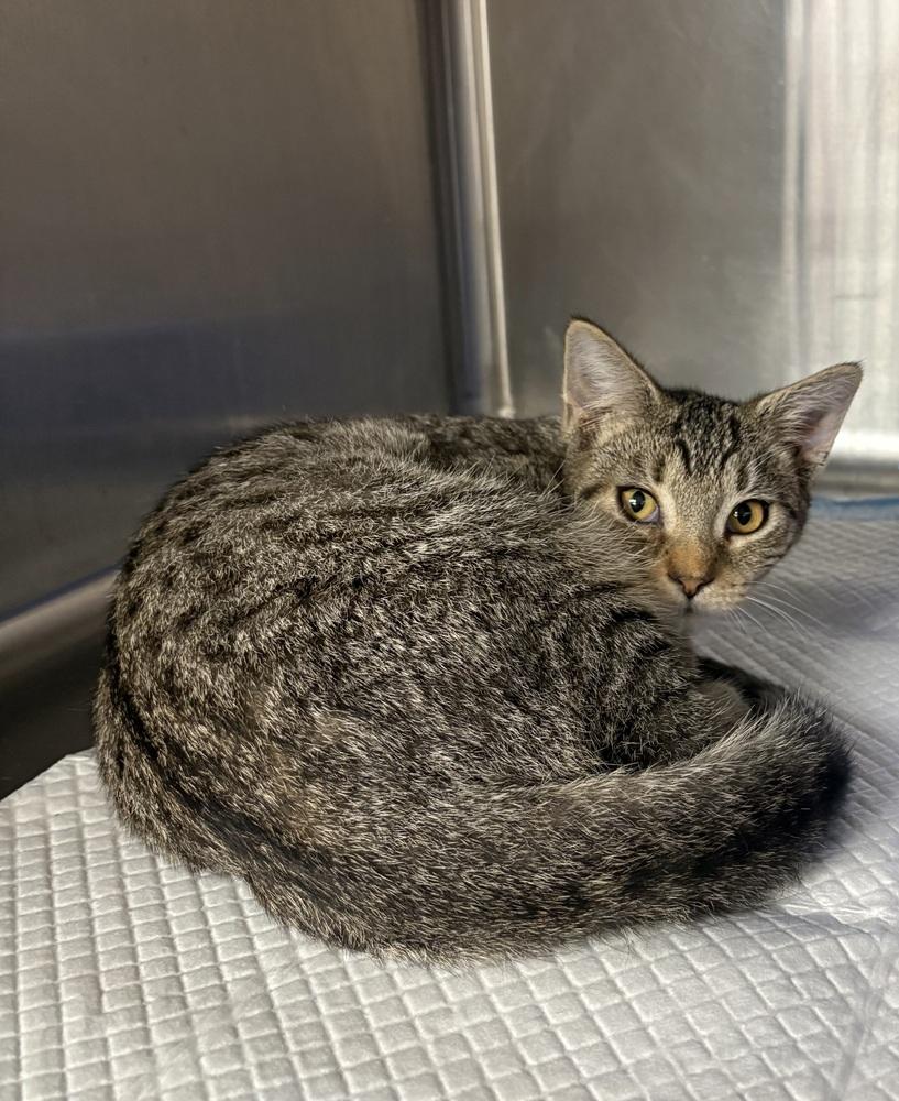 Enlarge Priscilla, a Adopted Domestic Short Hair in Crystal Springs, MS image 2/3