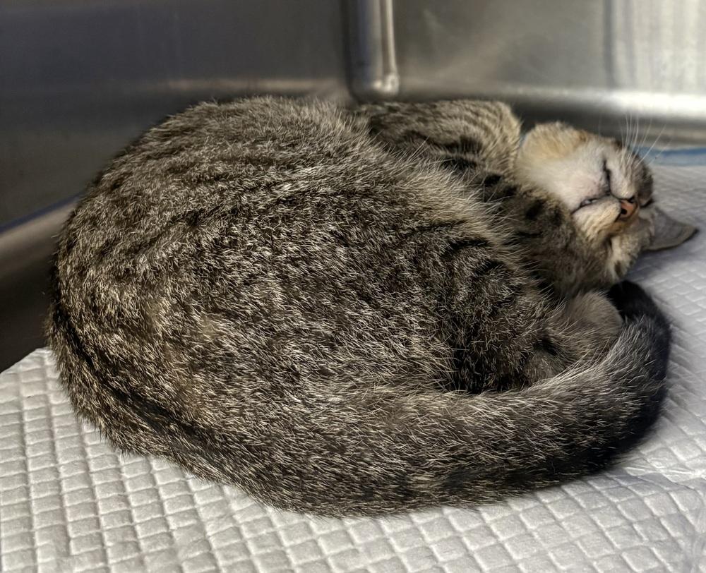 Priscilla, Adopted, Kitten Female Domestic Short Hair.