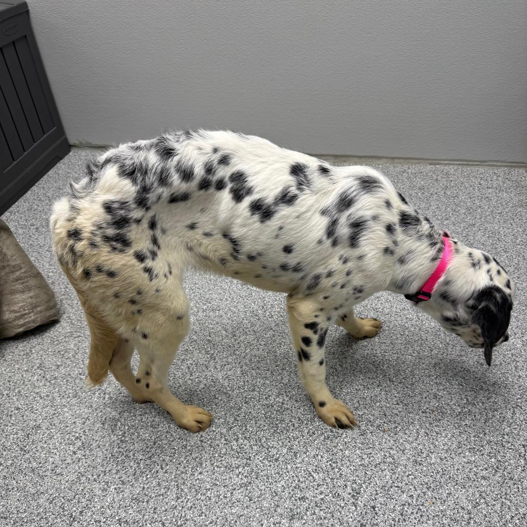 Enlarge Dottie, an adopted mixed breed in Monticello, IA image 2/6