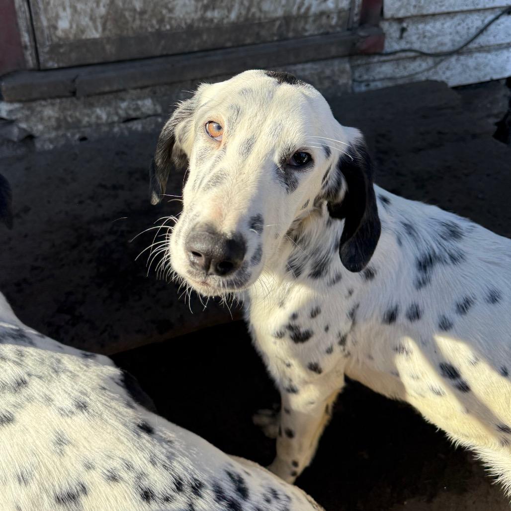 Enlarge Dottie, an adopted mixed breed in Monticello, IA image 4/6