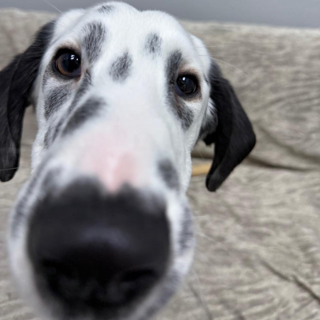 Enlarge Dottie, an adopted mixed breed in Monticello, IA image 3/6