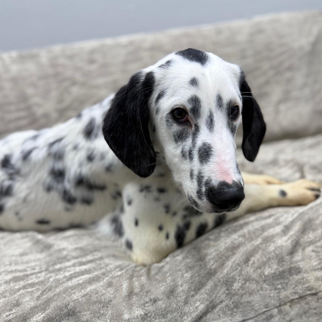 Enlarge Dottie, an adopted mixed breed in Monticello, IA image 5/6