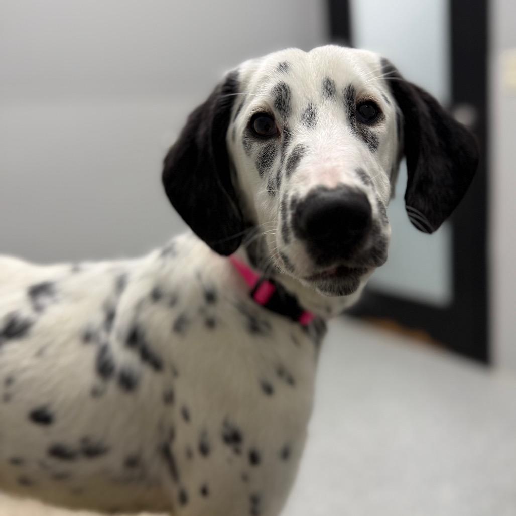 Dottie, adopted, Young Female Dalmatian & Husky.