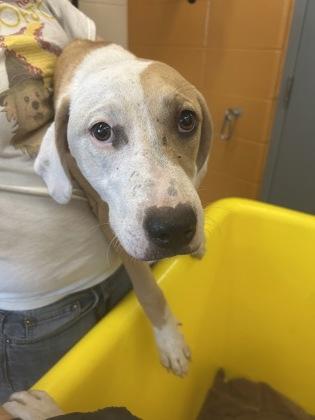 Reign, Adoptable, Young Female Mixed Breed & Mixed Breed.