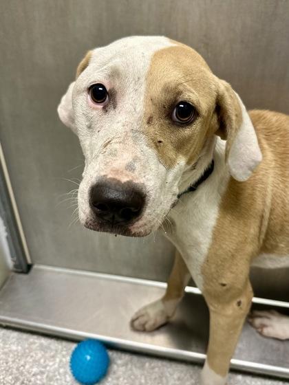 Enlarge Reign, a Adoptable mixed breed in Wichita, KS image 2/2