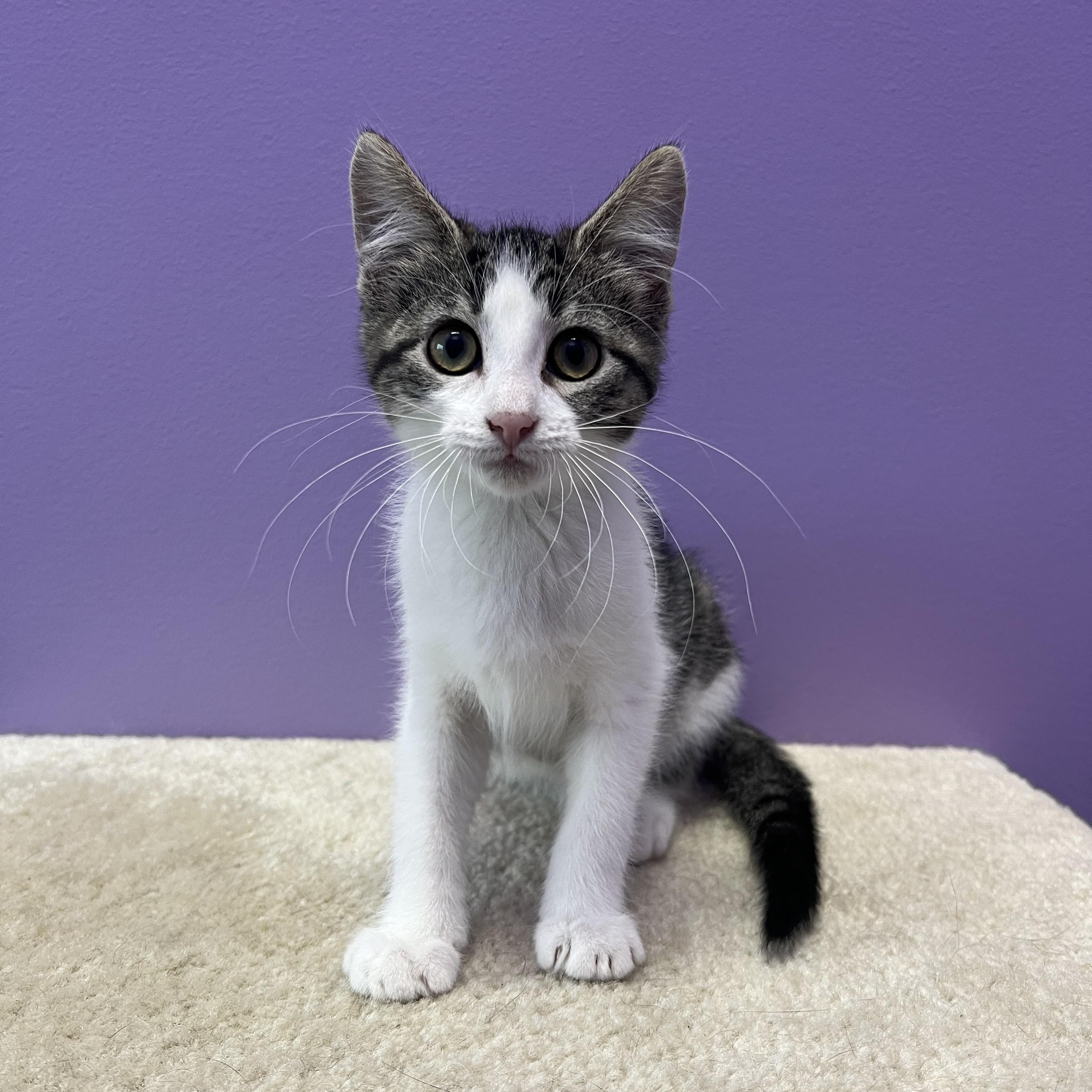Meadow, Baby Female Tabby