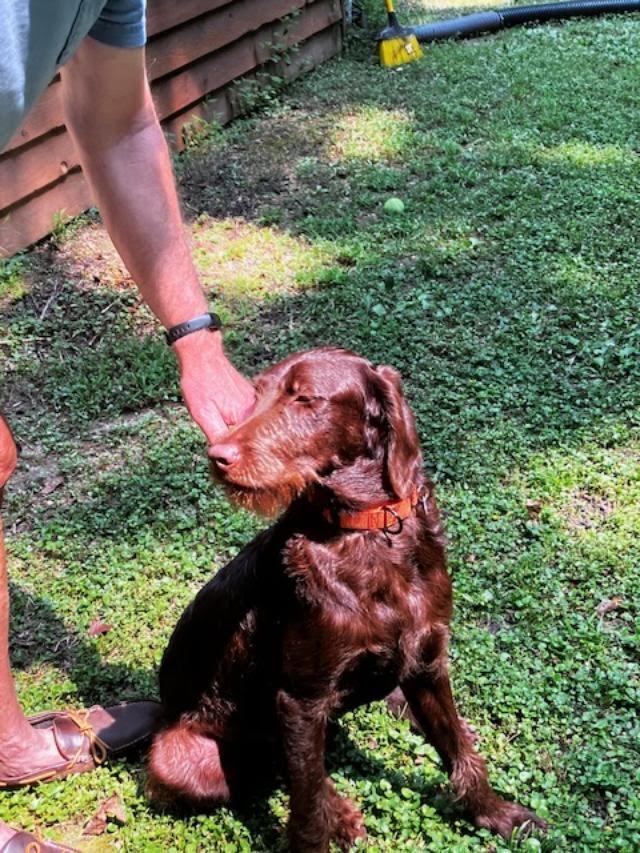 Enlarge Tuckerdoodle, a Adopted mixed breed in Cumming, GA image 6/6