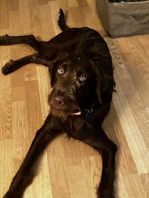 Enlarge Tuckerdoodle, a Adopted mixed breed in Cumming, GA image 4/6