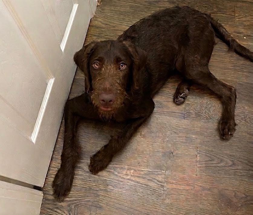 Enlarge Tuckerdoodle, a Adopted mixed breed in Cumming, GA image 2/6