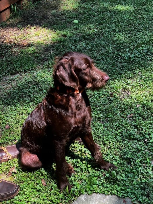 Enlarge Tuckerdoodle, a Adopted mixed breed in Cumming, GA image 5/6