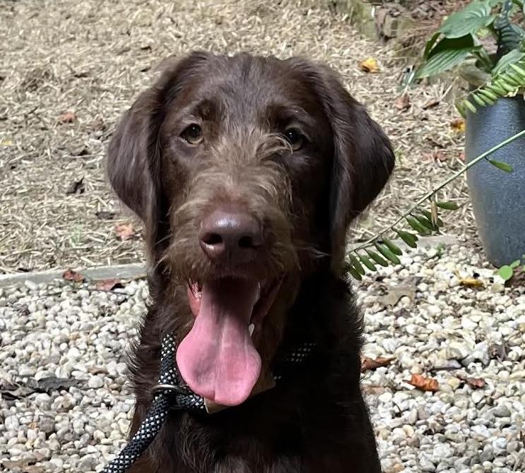Tuckerdoodle, Adopted, Puppy Male Labradoodle.