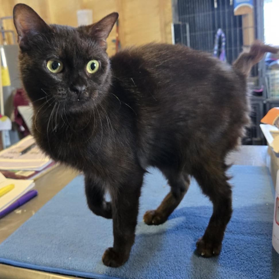 Enlarge Coco, a Adoptable Domestic Short Hair in Park Falls, WI image 1/1
