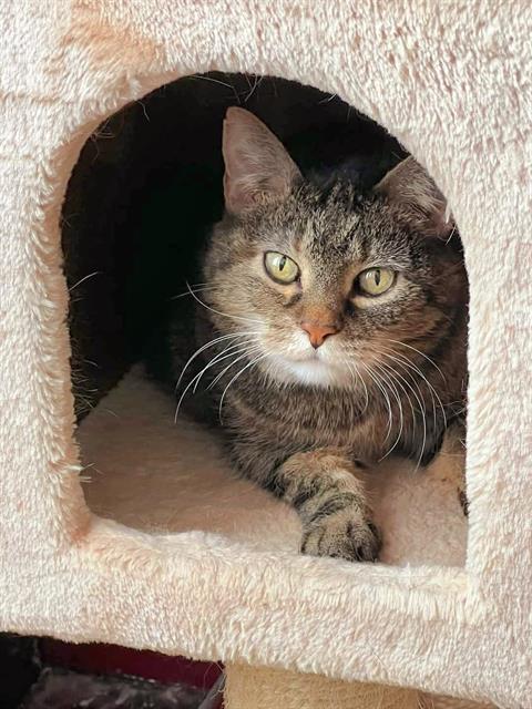 CUDDLES, Adoptable, Senior Female Domestic Short Hair.