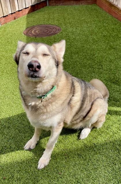 Mishka, Adoptable, Adult Female Husky & Mixed Breed.