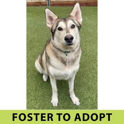 Mishka, a Adoptable mixed breed in Eugene, OR image 2/3