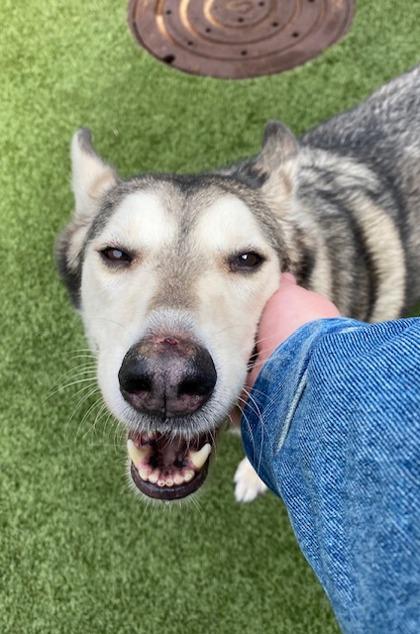 Mishka, a Adoptable mixed breed in Eugene, OR image 3/3