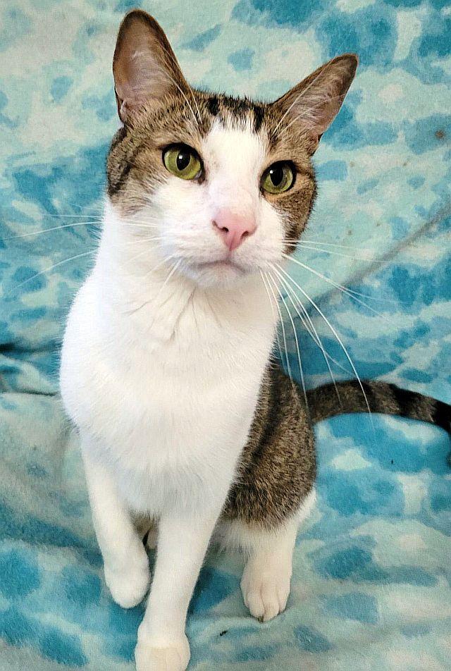 MEDICI, Adoptable, Adult Male Domestic Short Hair.