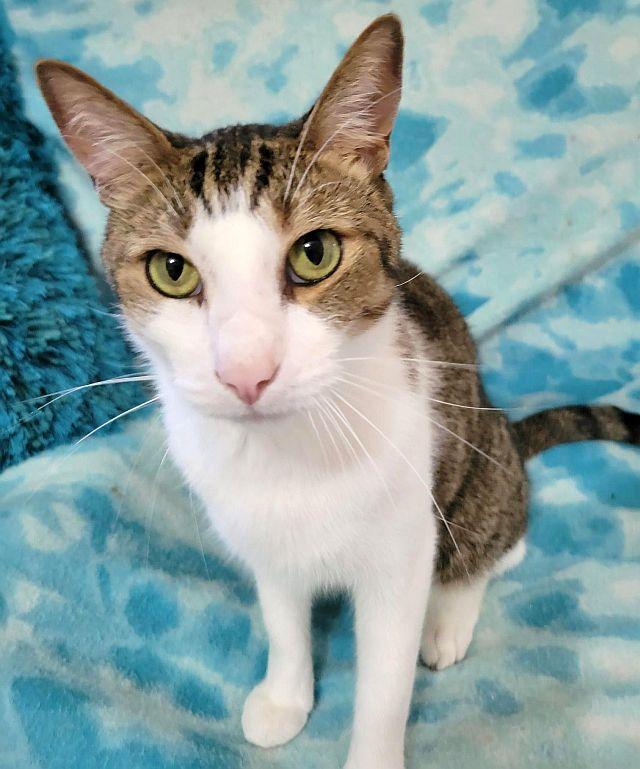 MEDICI, a Adoptable Domestic Short Hair in Powder Springs, GA image 2/3