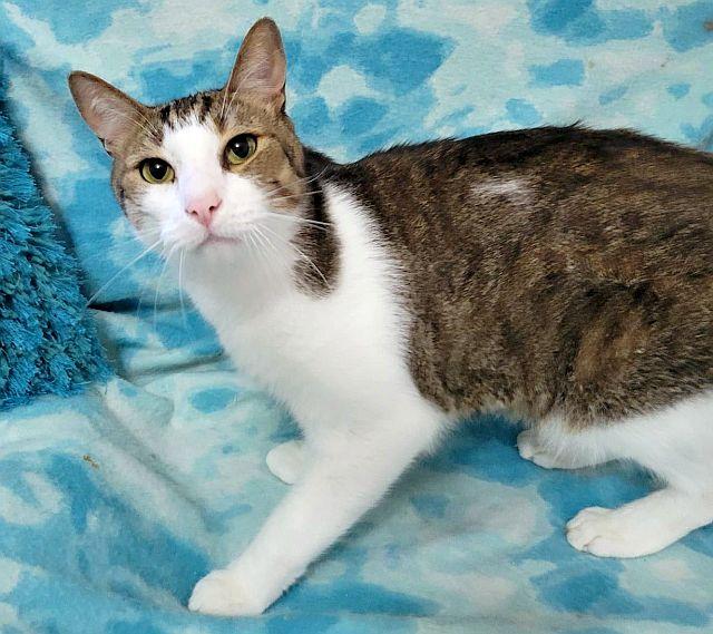 MEDICI, a Adoptable Domestic Short Hair in Powder Springs, GA image 3/3