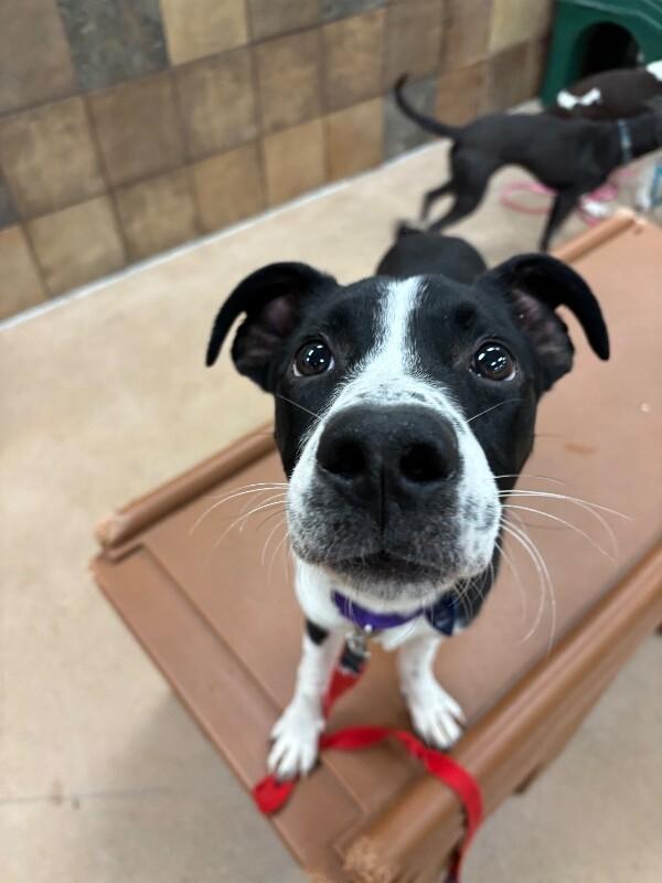 Enlarge Cocopelli, a Adoptable mixed breed in Westminster, CO image 4/6