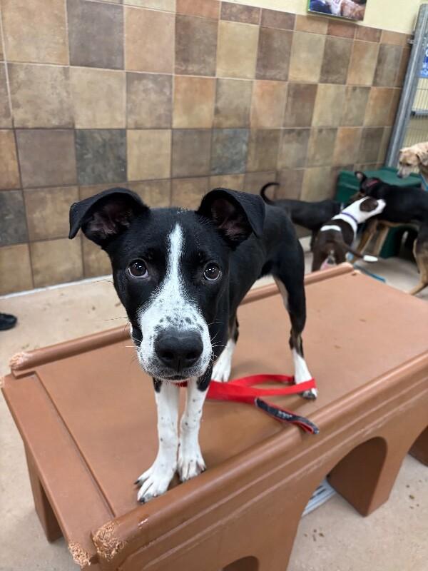 Enlarge Cocopelli, a Adoptable mixed breed in Westminster, CO image 5/6