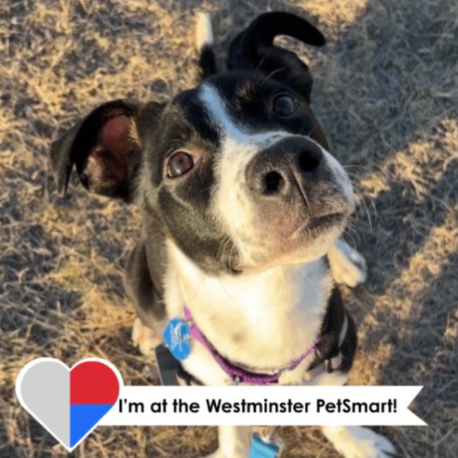 Enlarge Cocopelli, a Adoptable mixed breed in Westminster, CO image 2/6