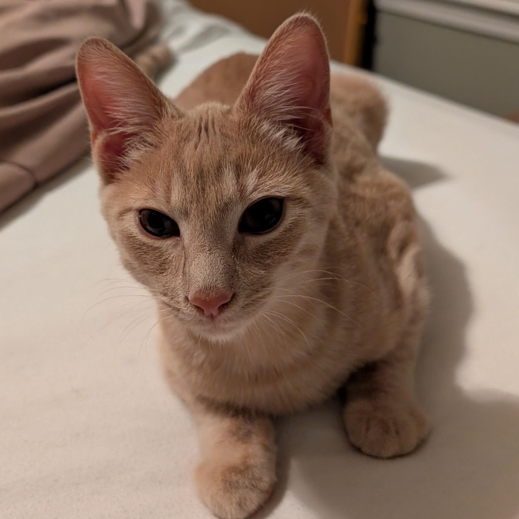 Mouse - Athens, GA, ADOPTABLE, Kitten Male Domestic Short Hair & Tabby.