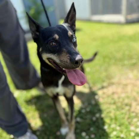 Enlarge Gamora, a Adoptable Shepherd in Tulsa, OK image 1/1