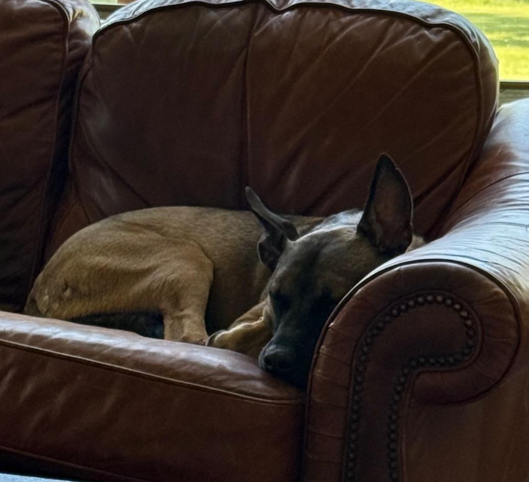 Enlarge Noodle, an adoptable mixed breed in West Jefferson, OH image 5/5