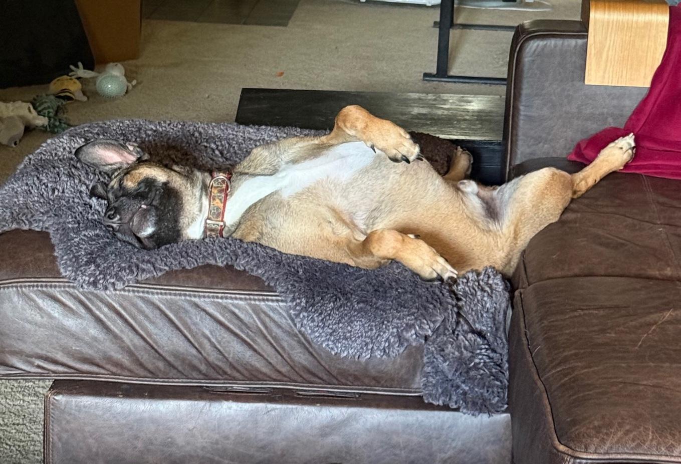 Parkour!, adoptable, Adult Male Belgian Shepherd / Malinois.