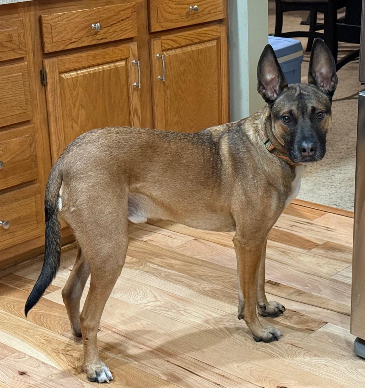 Enlarge Noodle, an adoptable mixed breed in West Jefferson, OH image 2/5