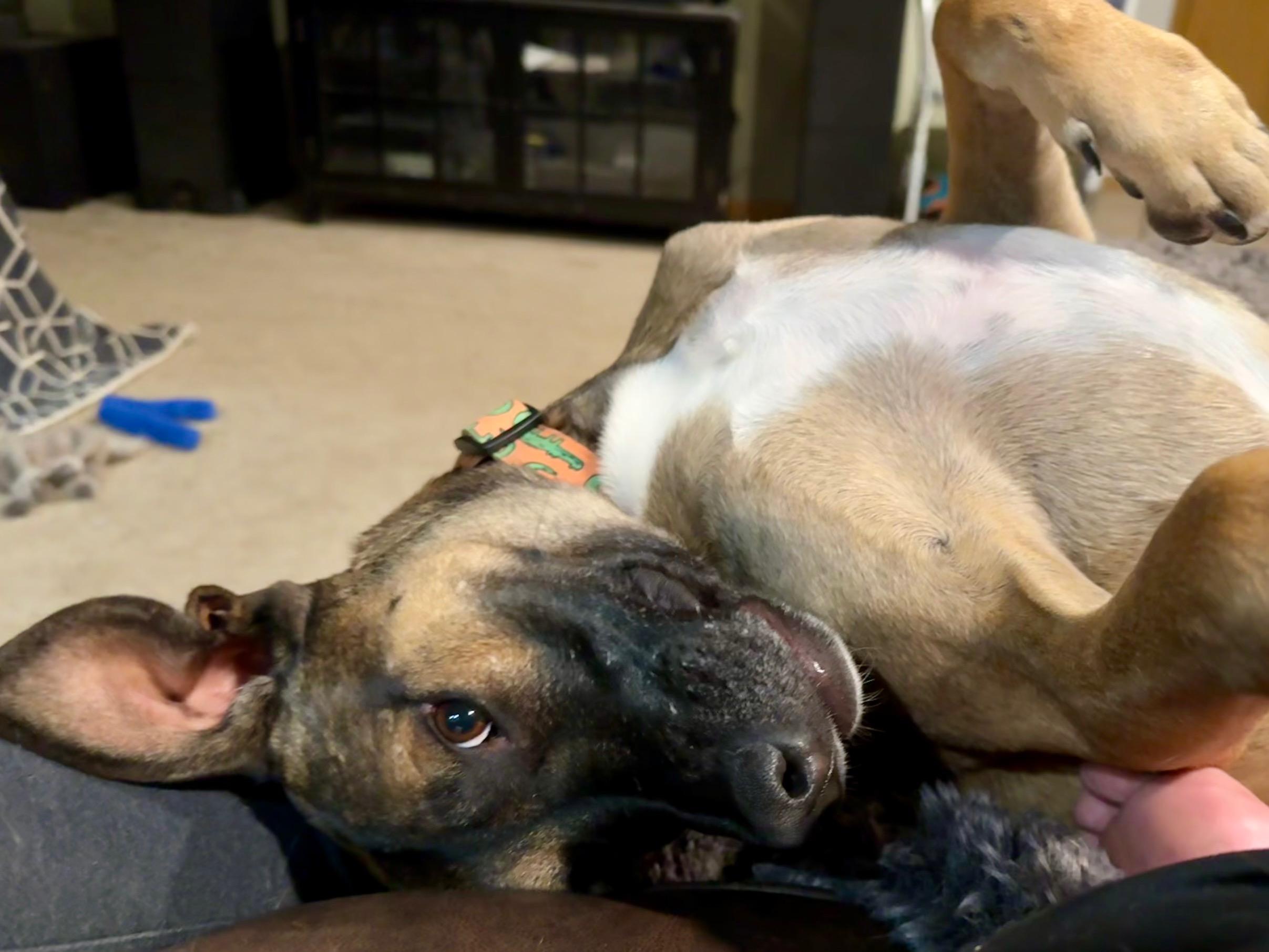 Enlarge Noodle, an adoptable mixed breed in West Jefferson, OH image 4/5