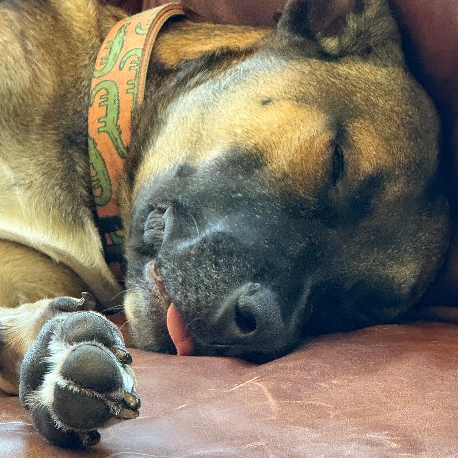 Enlarge Noodle, an adoptable mixed breed in West Jefferson, OH image 1/5