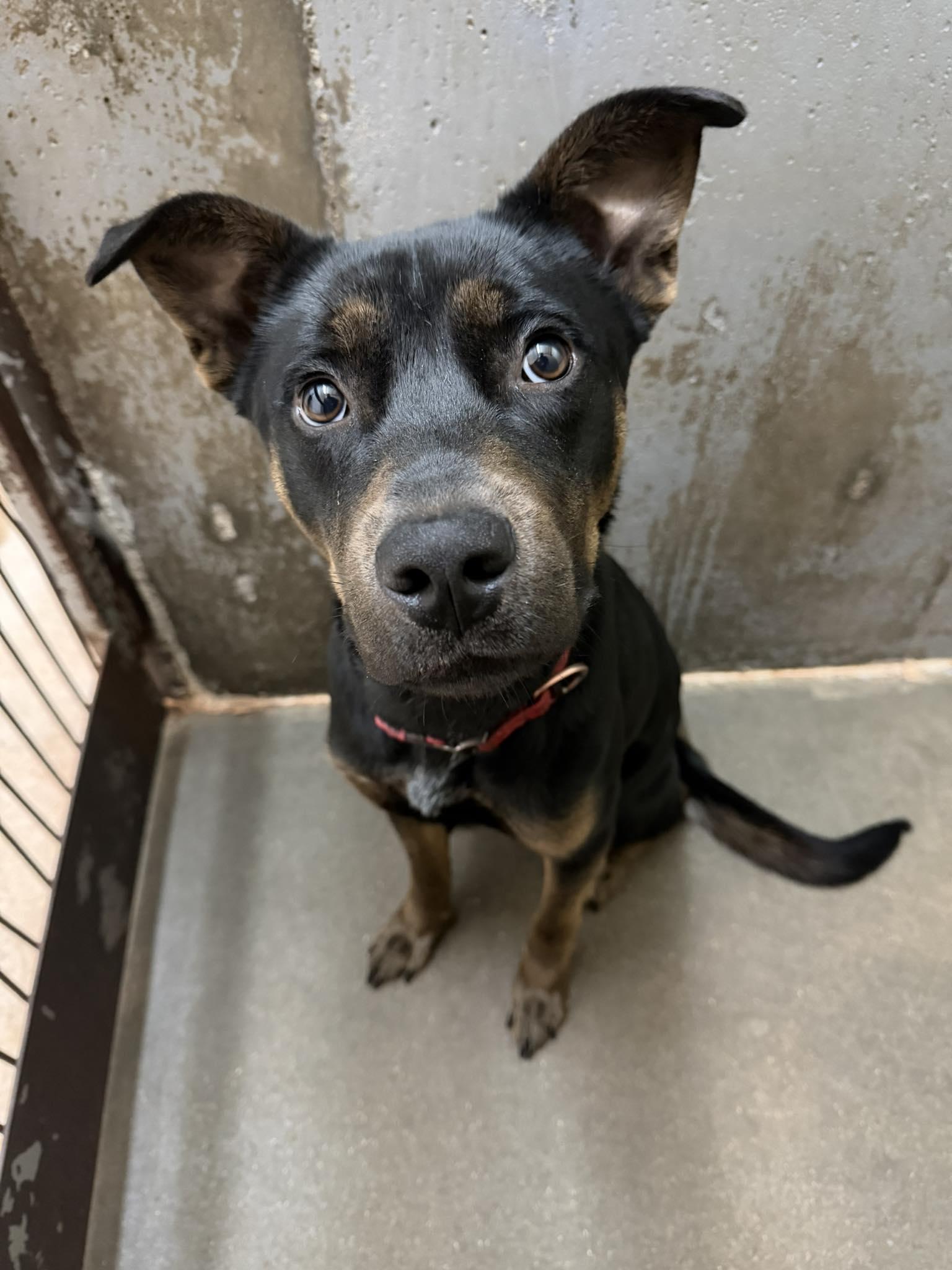 Enlarge Copper, a ADOPTABLE mixed breed in Chappell, NE image 1/1