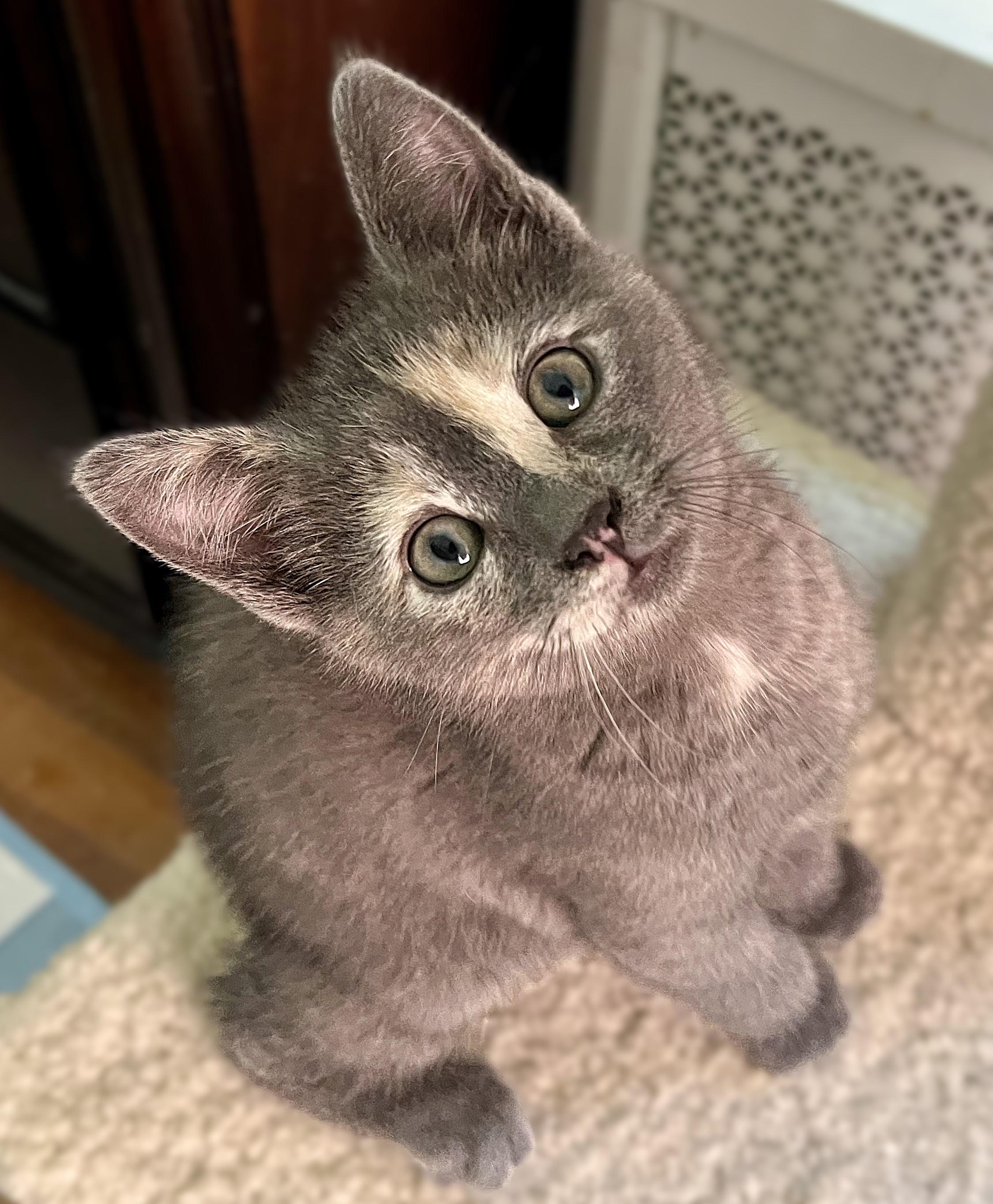 Artemis, a ADOPTABLE mixed breed in Rocky Hill, CT image 4/5