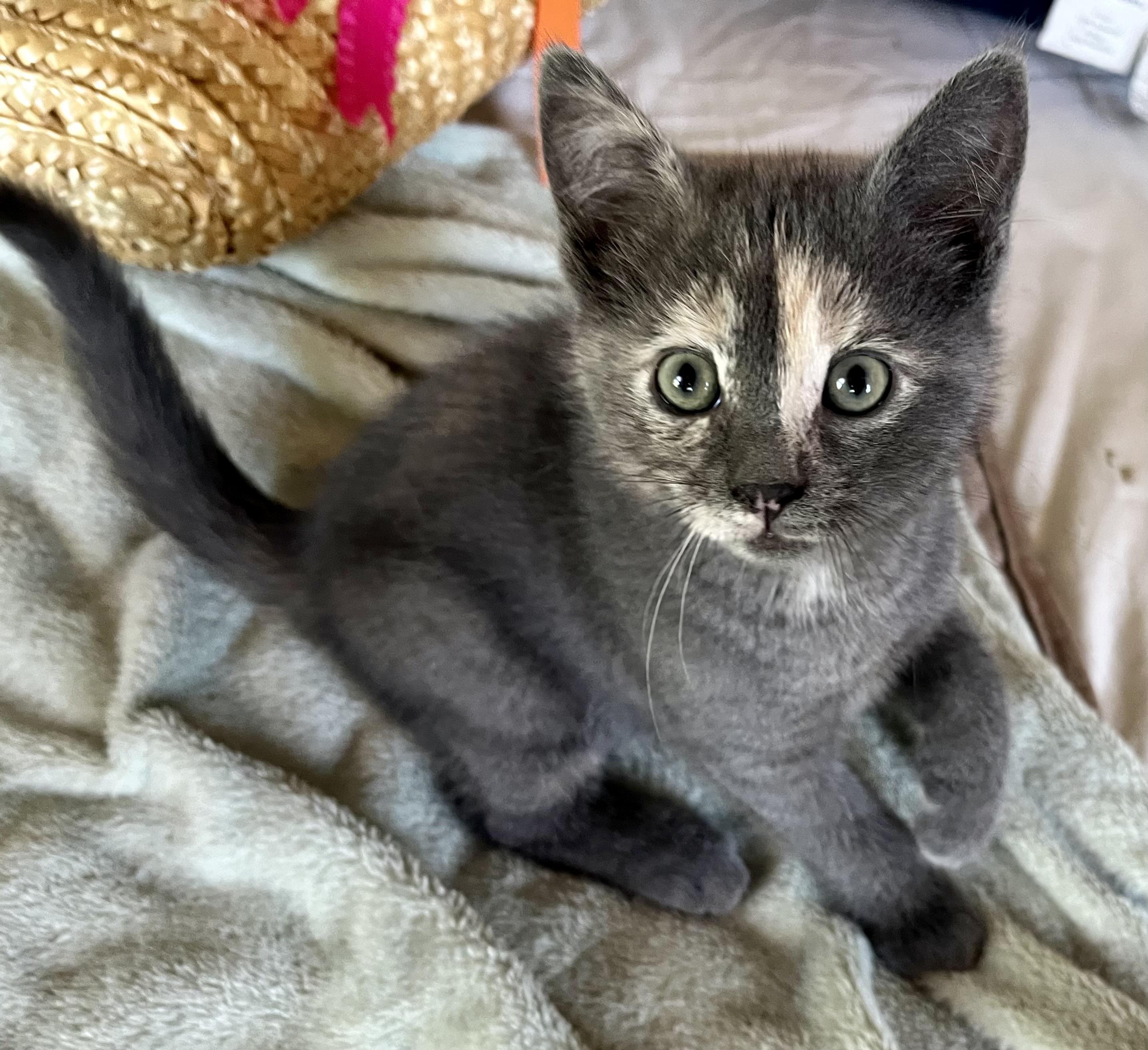 Artemis, a ADOPTABLE mixed breed in Rocky Hill, CT image 2/5
