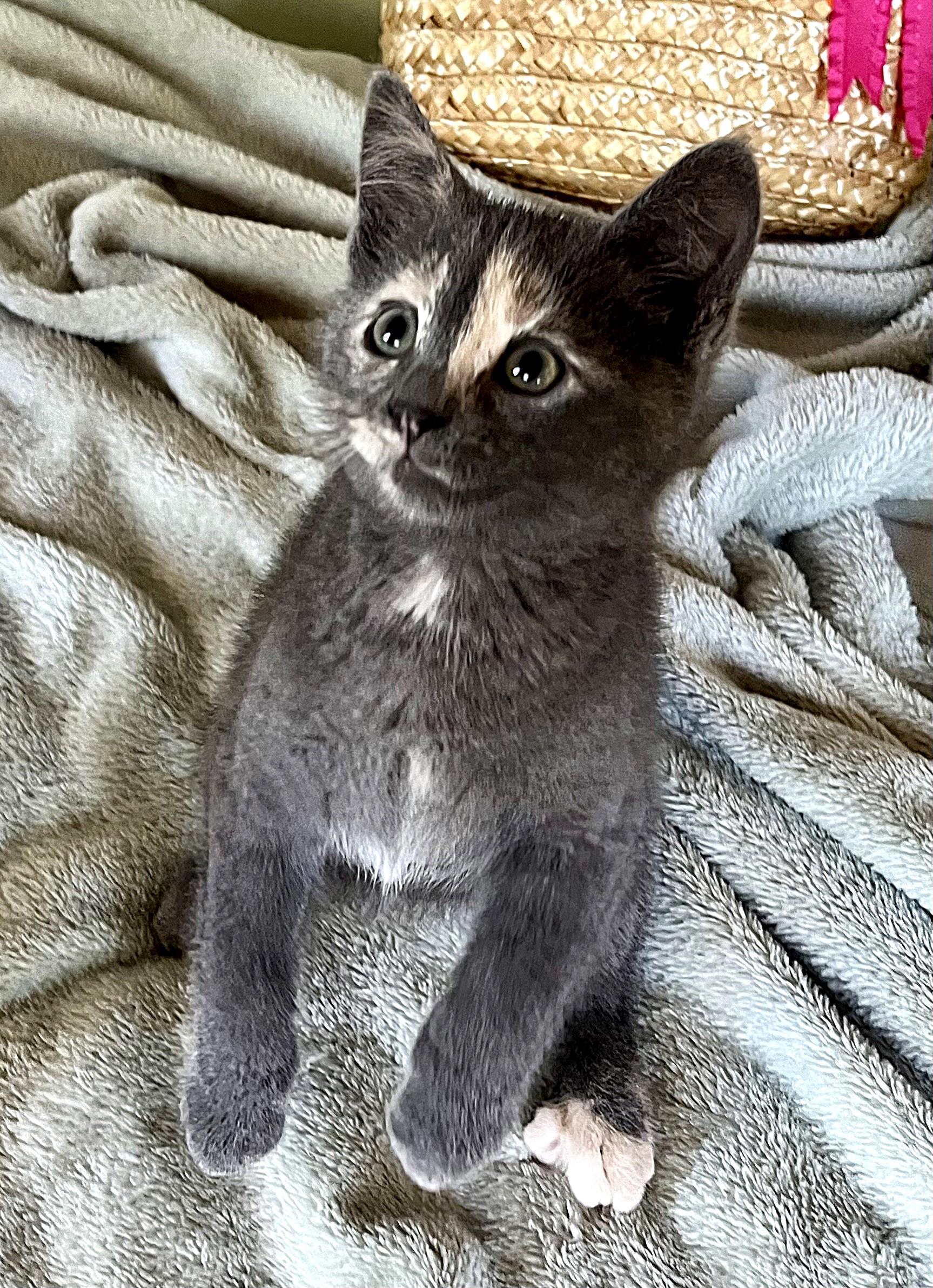 Artemis, a ADOPTABLE mixed breed in Rocky Hill, CT image 5/5
