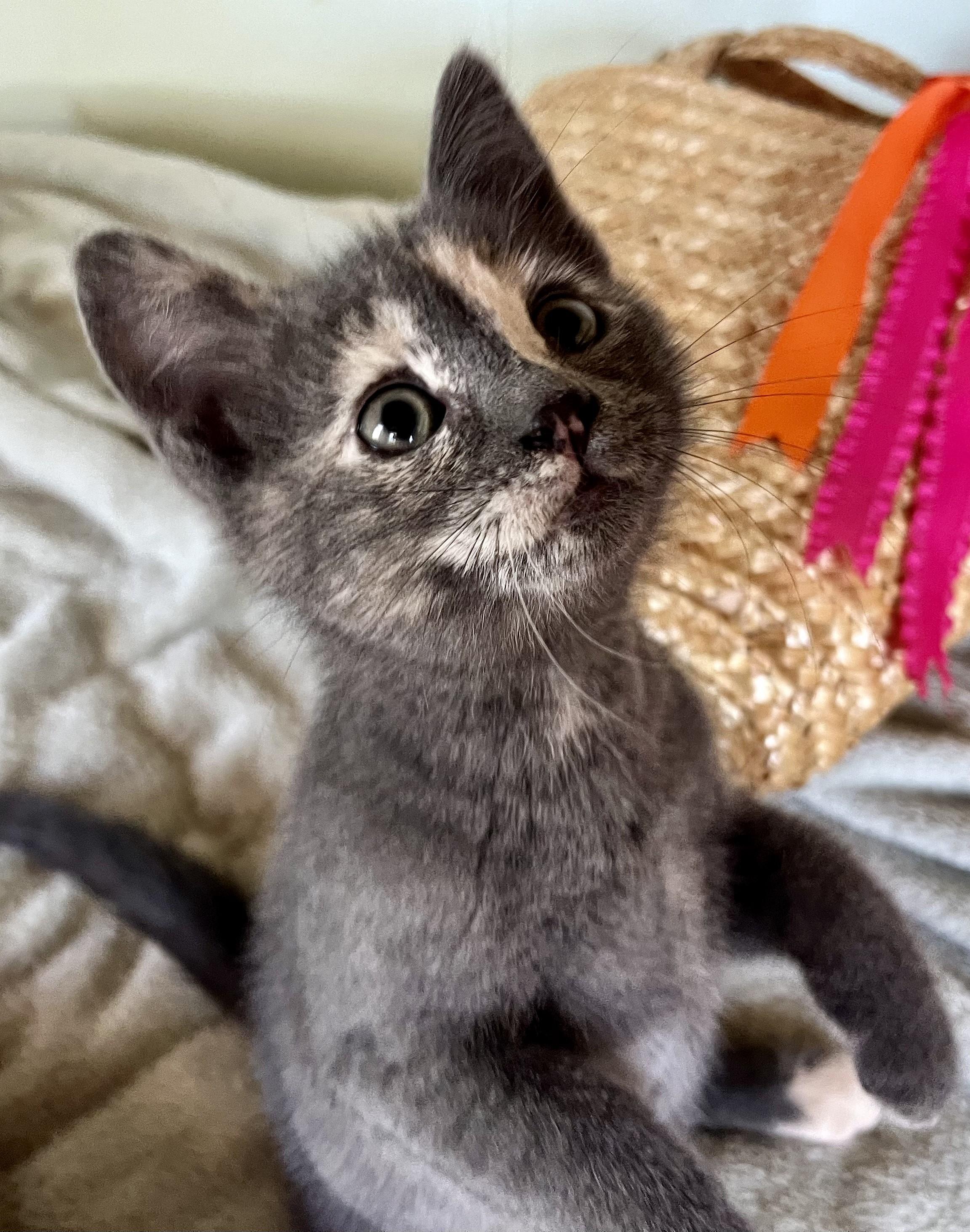 Artemis, ADOPTABLE, Kitten Female Domestic Short Hair.