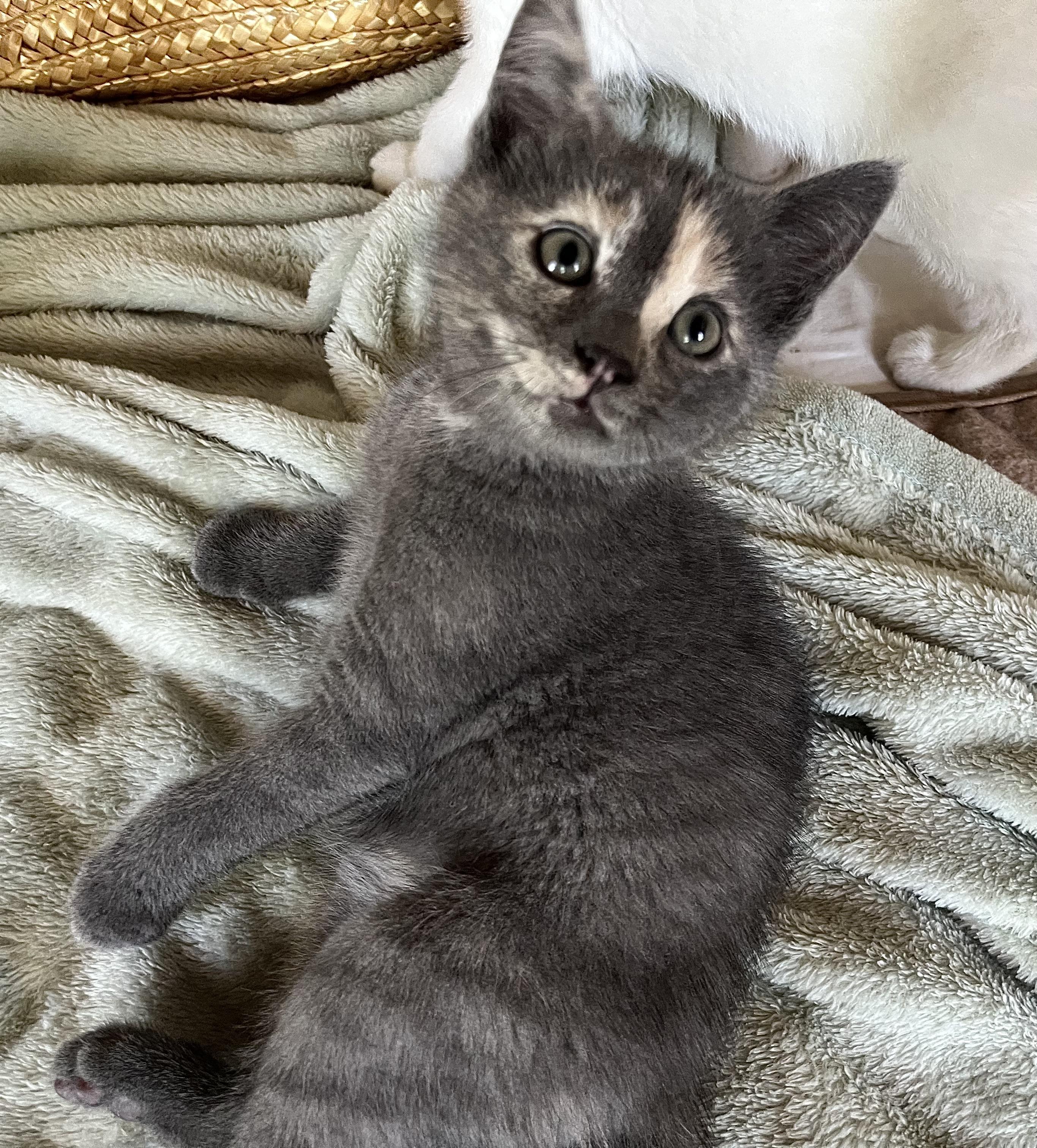 Artemis, a ADOPTABLE mixed breed in Rocky Hill, CT image 3/5