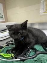 Enlarge Dino, a ADOPTABLE Domestic Short Hair in Manitowoc, WI image 1/1