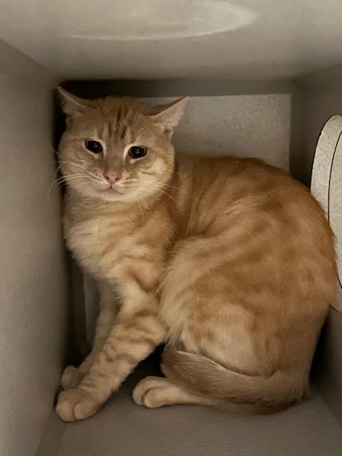 Garfield, Adoptable, Adult Male Domestic Short Hair.