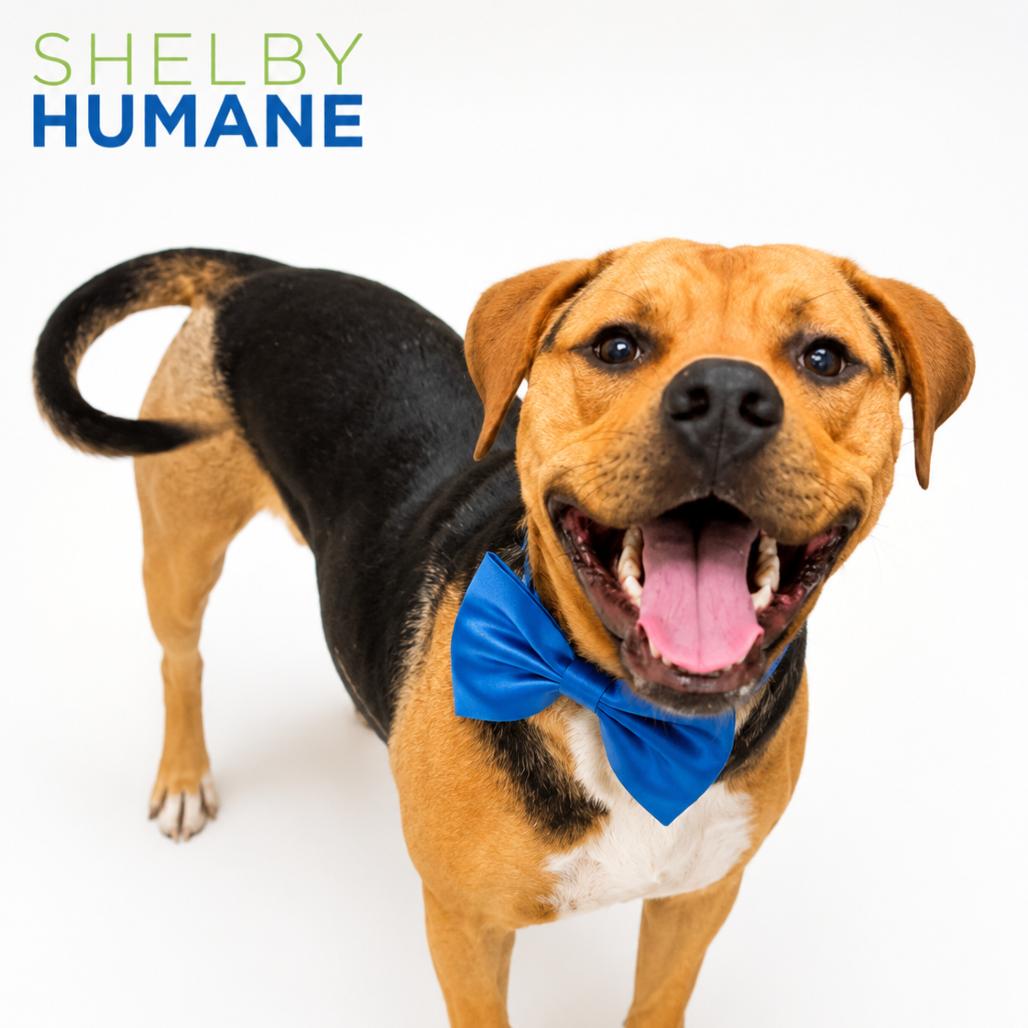 Beso(Foster for the Heat), a Adoptable Mixed Breed in Columbiana, AL image 1/4