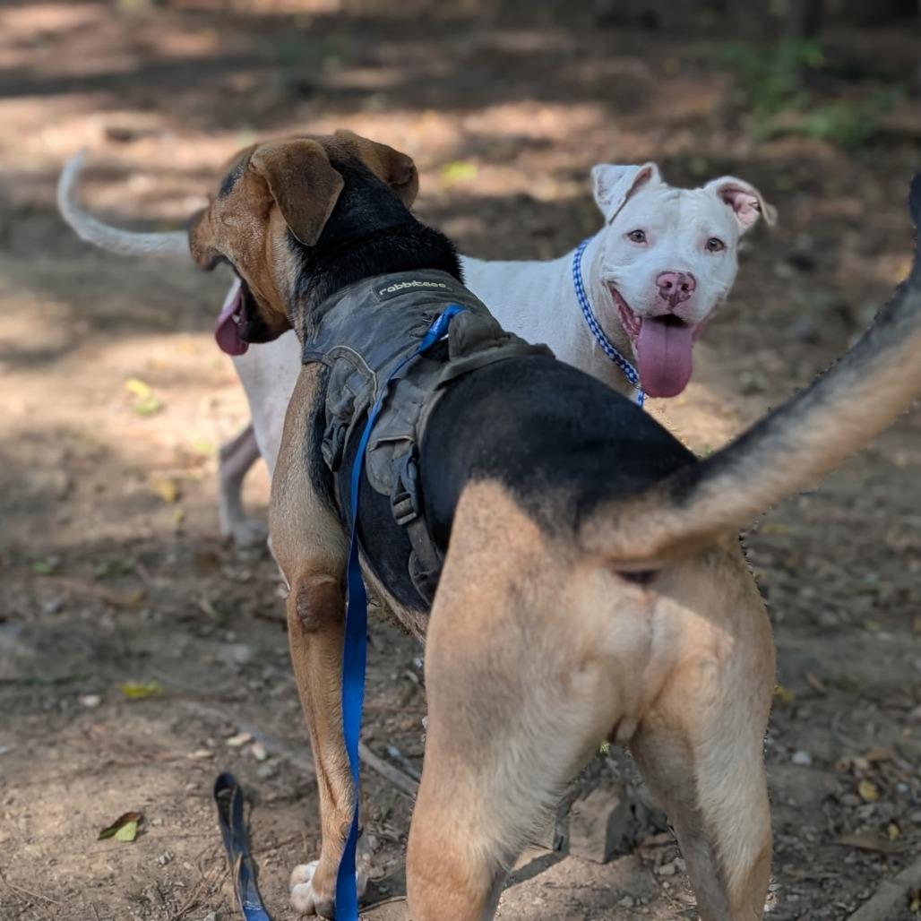 Enlarge Beso, a Adoptable Mixed Breed in Columbiana, AL image 2/6