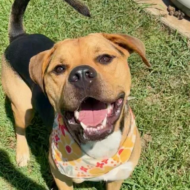 Enlarge Beso, a Adoptable Mixed Breed in Columbiana, AL image 3/6