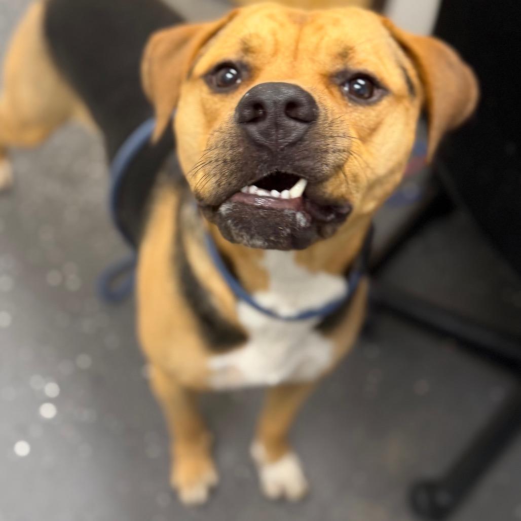 Beso(Foster for the Heat), a Adoptable Mixed Breed in Columbiana, AL image 3/4