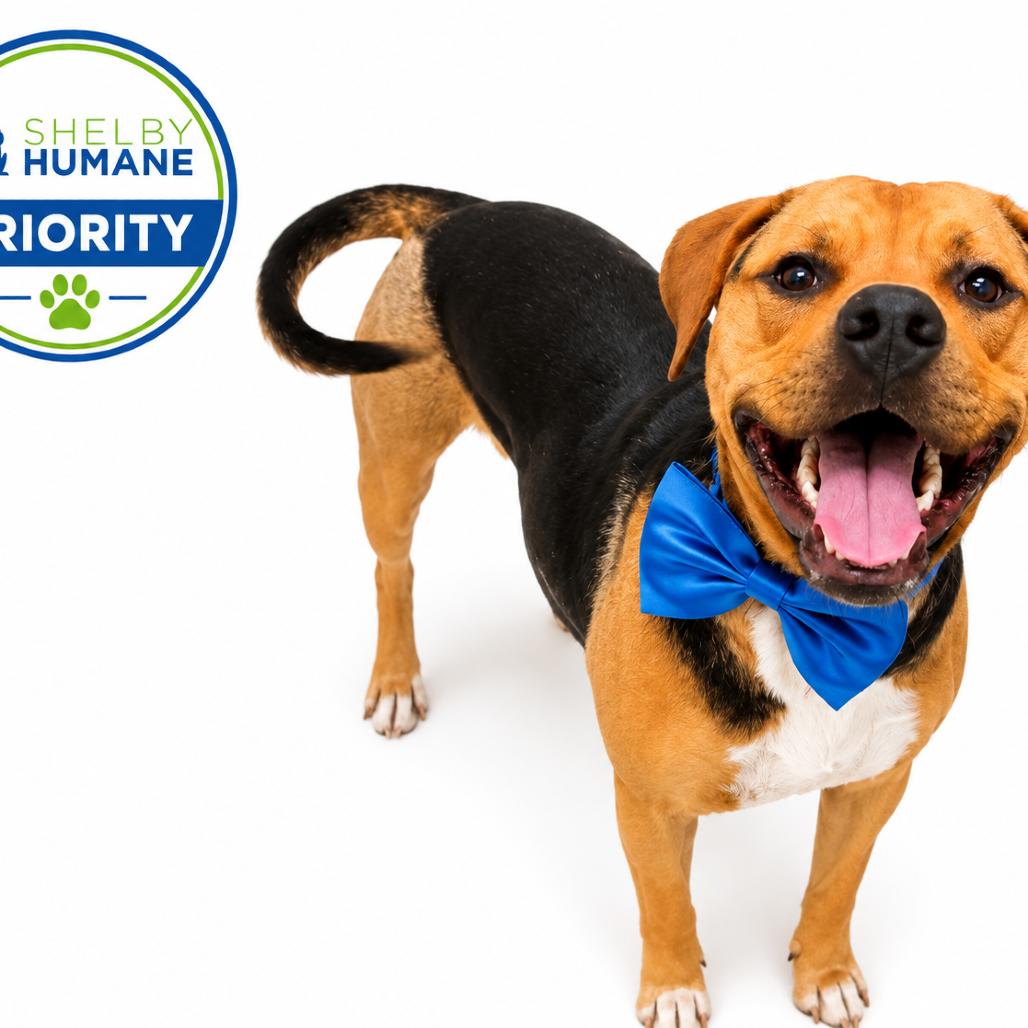 Beso(Foster for the Heat), a Adoptable Mixed Breed in Columbiana, AL image 4/4
