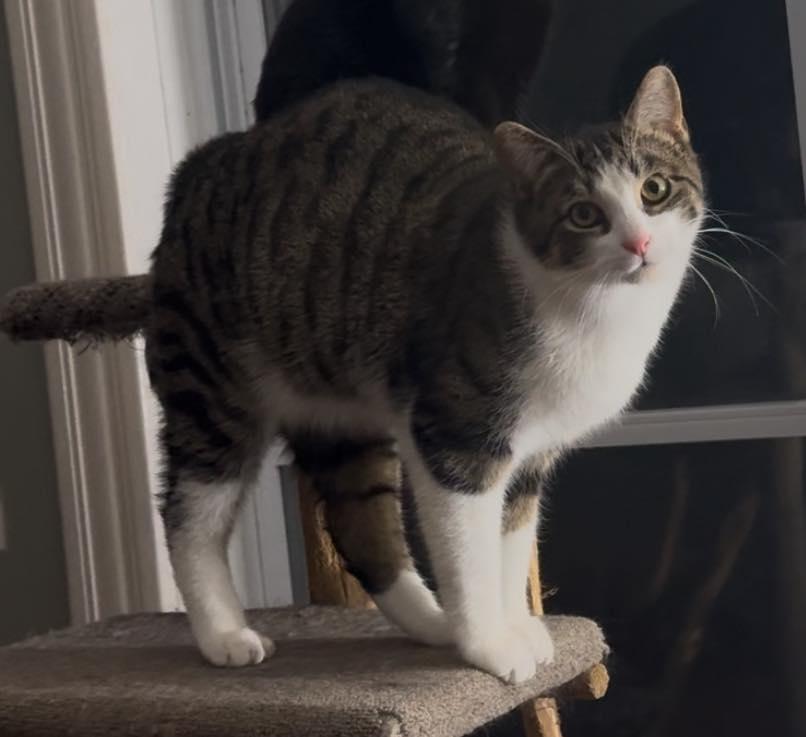 Enlarge Malcom, a Adoptable Domestic Short Hair in Spencerville, ON image 1/4