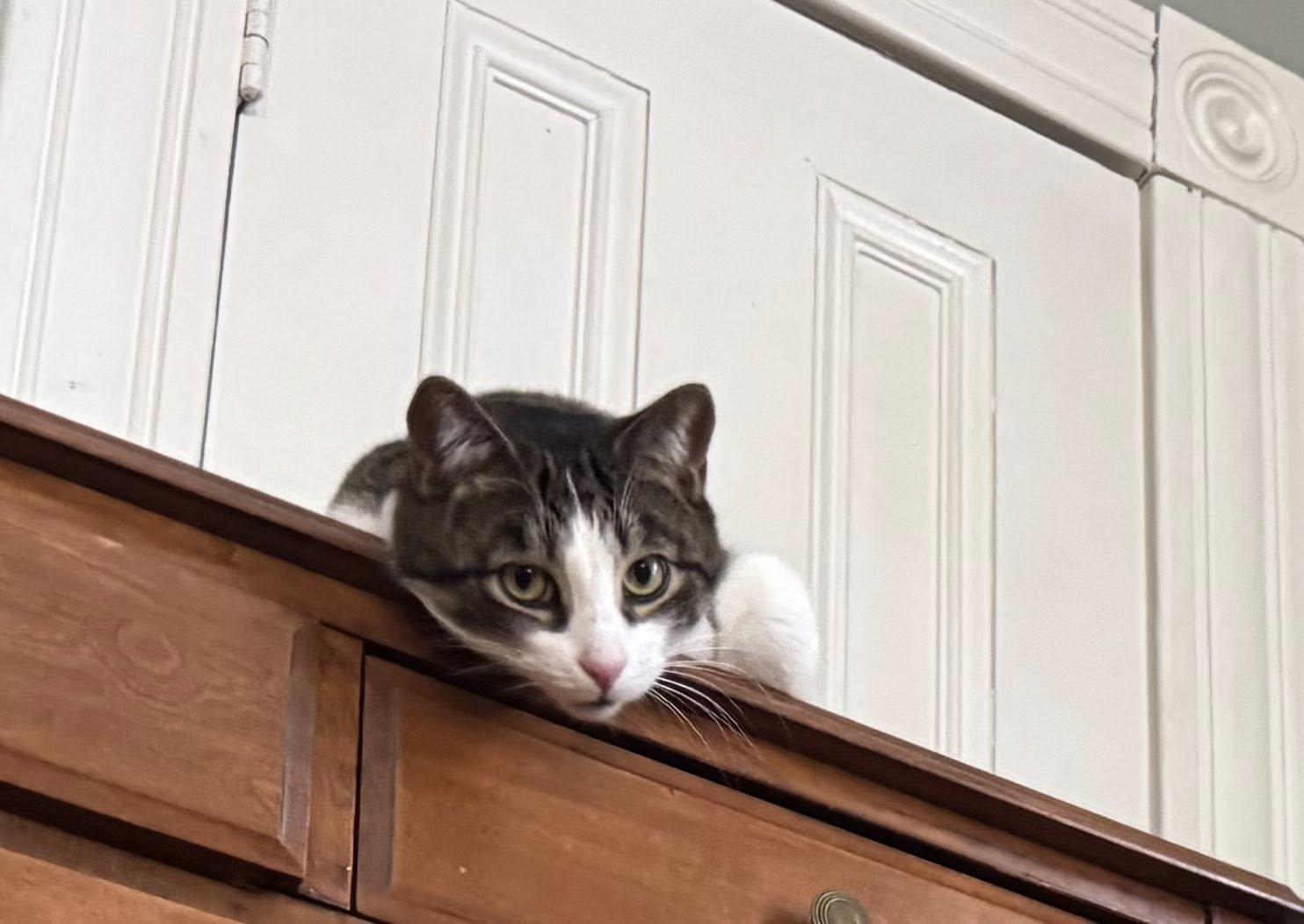 Enlarge Malcolm, a Adoptable Domestic Short Hair in Kemptville, ON image 6/6