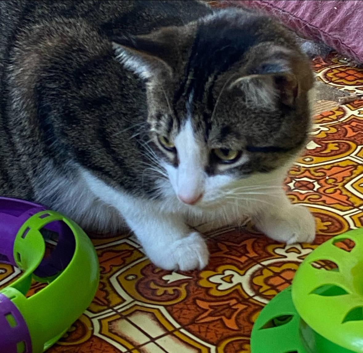 Enlarge Malcom, a Adoptable Domestic Short Hair in Spencerville, ON image 2/4